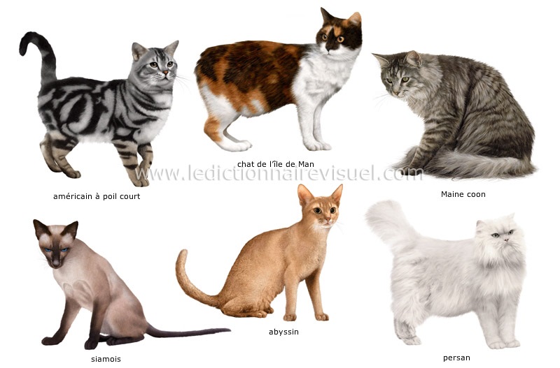 Races des Chats