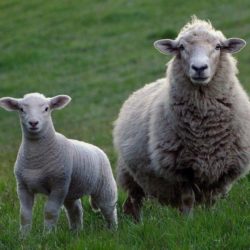 Races des moutons