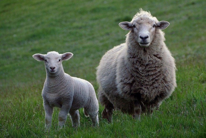 Races des moutons