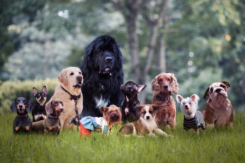 Races des animaux