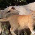 Un chat roux adopté par des capybaras dans un zoo japonais
