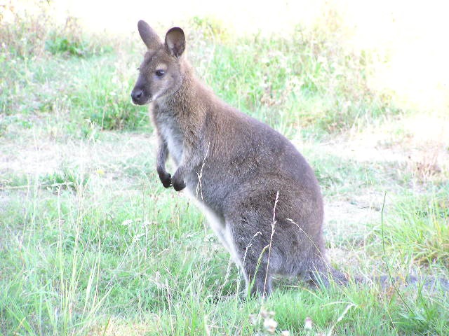 Wallaby de Bennett