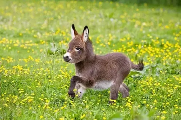 Ane Miniature