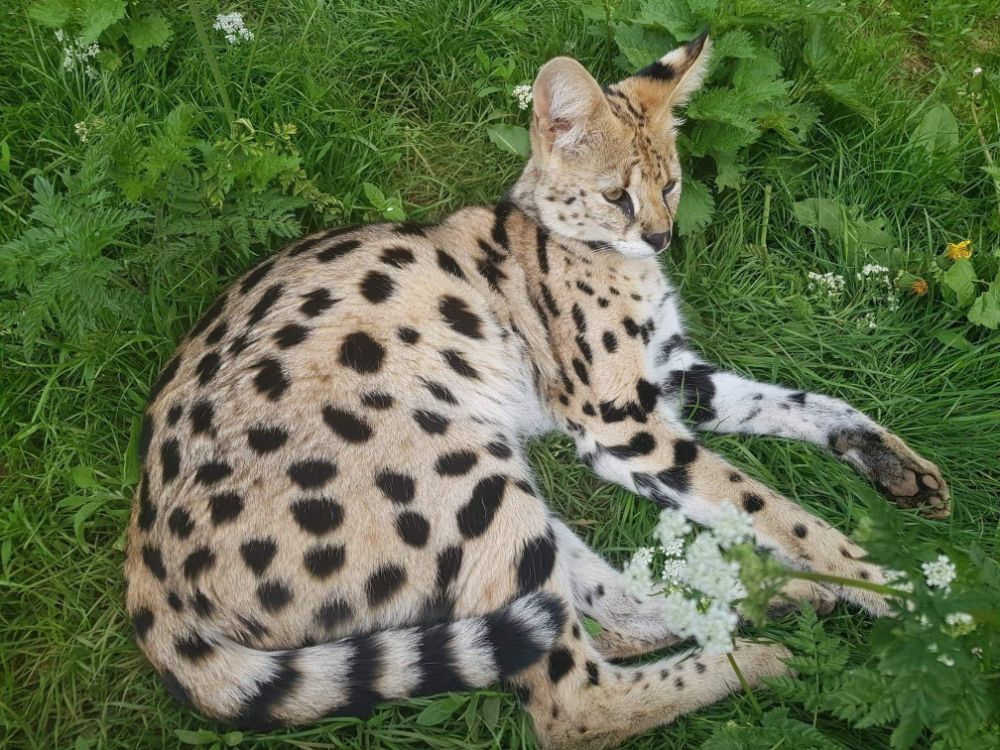 Chat serval
